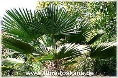 trachycarpus_wagnerianus_2_-_digi.jpg
