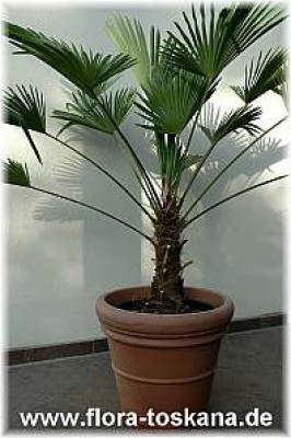 trachycarpus_wagnerianus_1_-_061205.jpg
