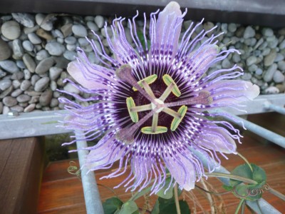 P1100274.JPG