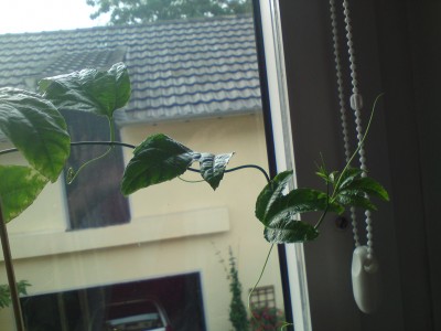 DSC01388.JPG