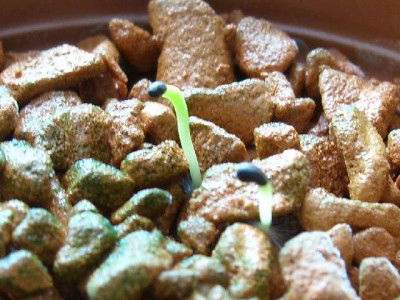 D. speciosus ssp. aurantiacus WK 394.jpg