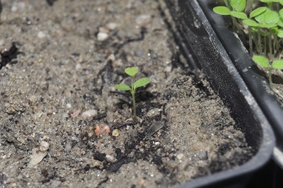 7-20 (2000x1329).jpg