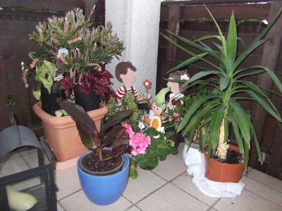 Canna für BALKON.JPG