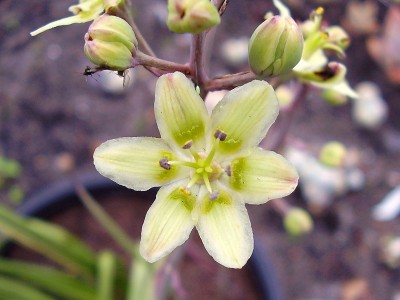 Anticlea elegans (2).jpg