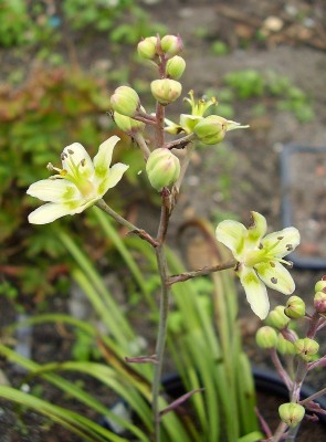 Anticlea elegans (1).jpg