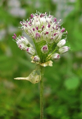 Allium guttatum ssp. sardoum (1).jpg