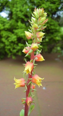 Echeveria nuda (3).jpg