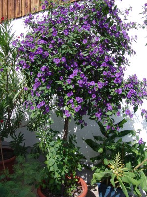 Solanum_2008_1.jpg