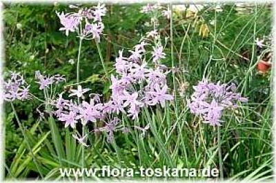 tulbaghia_violacea_3_-_digi.jpg