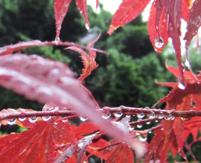 Bild green24 231.jpg