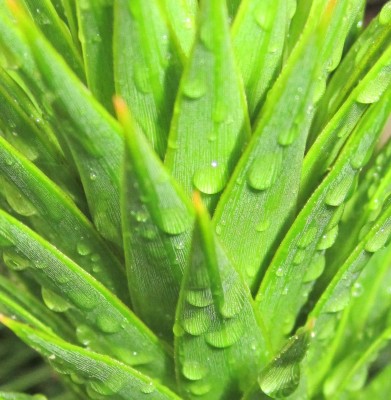 Bild green24 221.jpg