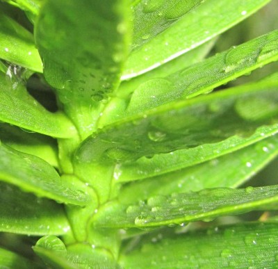 Bild green24 220.jpg