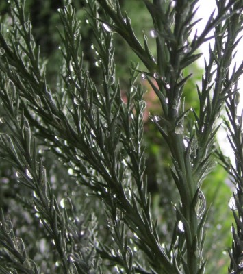 Bild green24 219.jpg