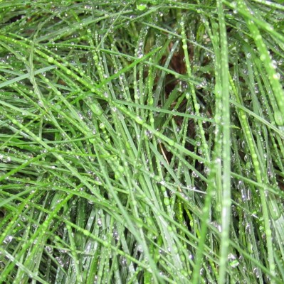 Bild green24 244.jpg