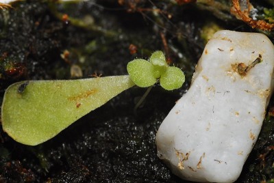 dsc_2286_Pinguicula_esseriana .jpg