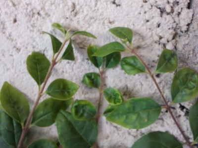 2011-07-10 13.52.22.jpg