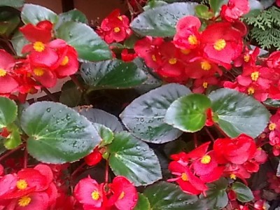 ..Begonien....JPG