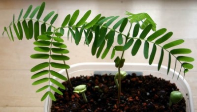 1186_1163331986_tamarindus_indica3.jpg