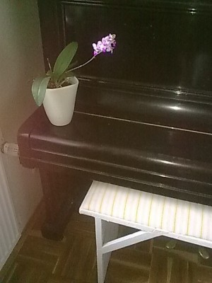 ..Phal.JPG
