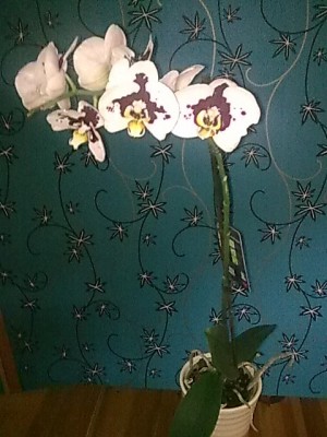 ..Phal....JPG
