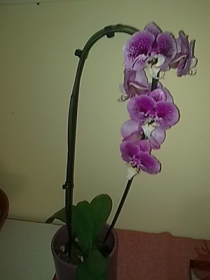 ..Phal.JPG