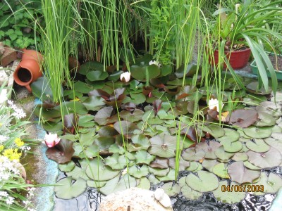 Green2009_2370.jpg