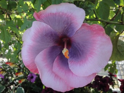 Tah. Midnight Magic.JPG