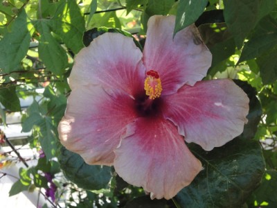 Petticoat Junction.JPG