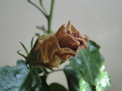 Topanga x Tylene.JPG