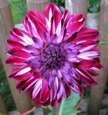 Dahlie_Osirium_0277.jpg
