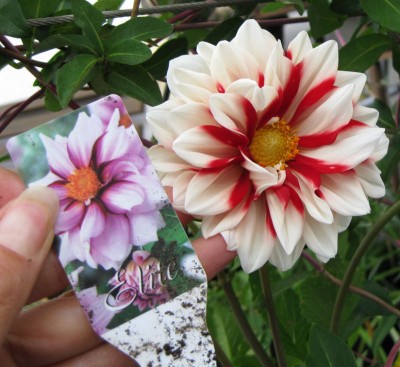 Dahlie_Edge_of_Joy_0268.jpg