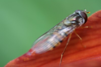 Macro3.jpg