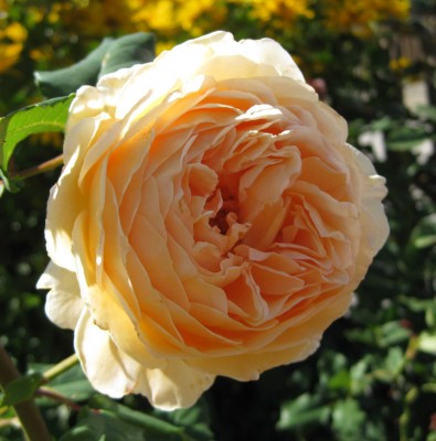 Rose_apricot_0751.jpg
