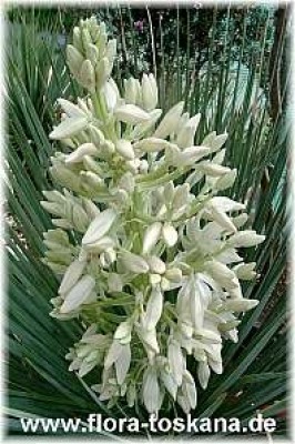 yucca_linearis_bluete_5_-_digi.jpg