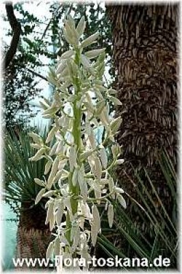 yucca_linearis_bluete_2_-_digi.jpg