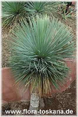 yucca_linearis_blau_2_-_021006.jpg