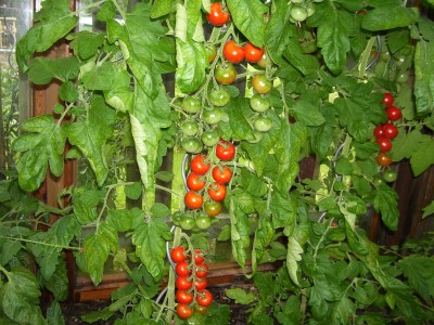 Gwh-Tomaten_2.jpg