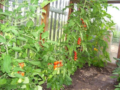 Gwh-Tomaten_1.jpg