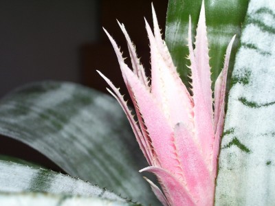 Aechmea_2.jpg