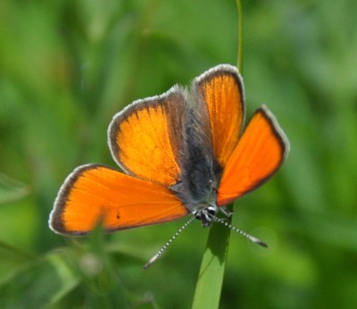 Schmetterling.jpg