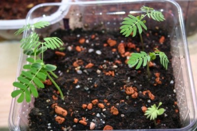 1186_1163332768_albizia_chin_juli.jpg