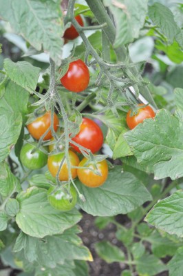 tezi 010 (1328x2000).jpg