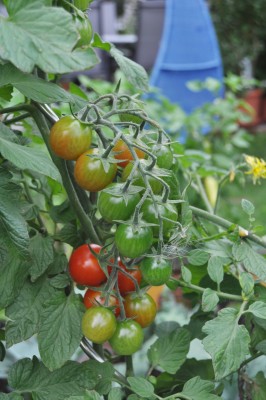 tezi 009 (1328x2000).jpg