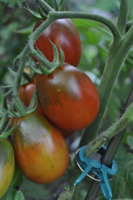 tezi 008 (1328x2000).jpg