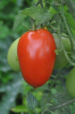 tezi 006 (1328x2000).jpg