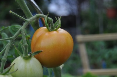 tezi 005 (2000x1328).jpg