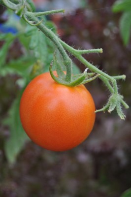 tezi 004 (1328x2000).jpg