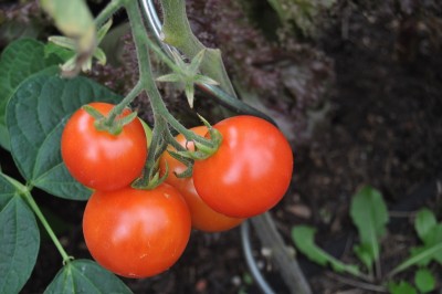 tezi 003 (2000x1328).jpg