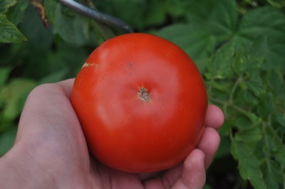 tezi 002 (2000x1328).jpg