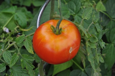 tezi 001 (2000x1328).jpg